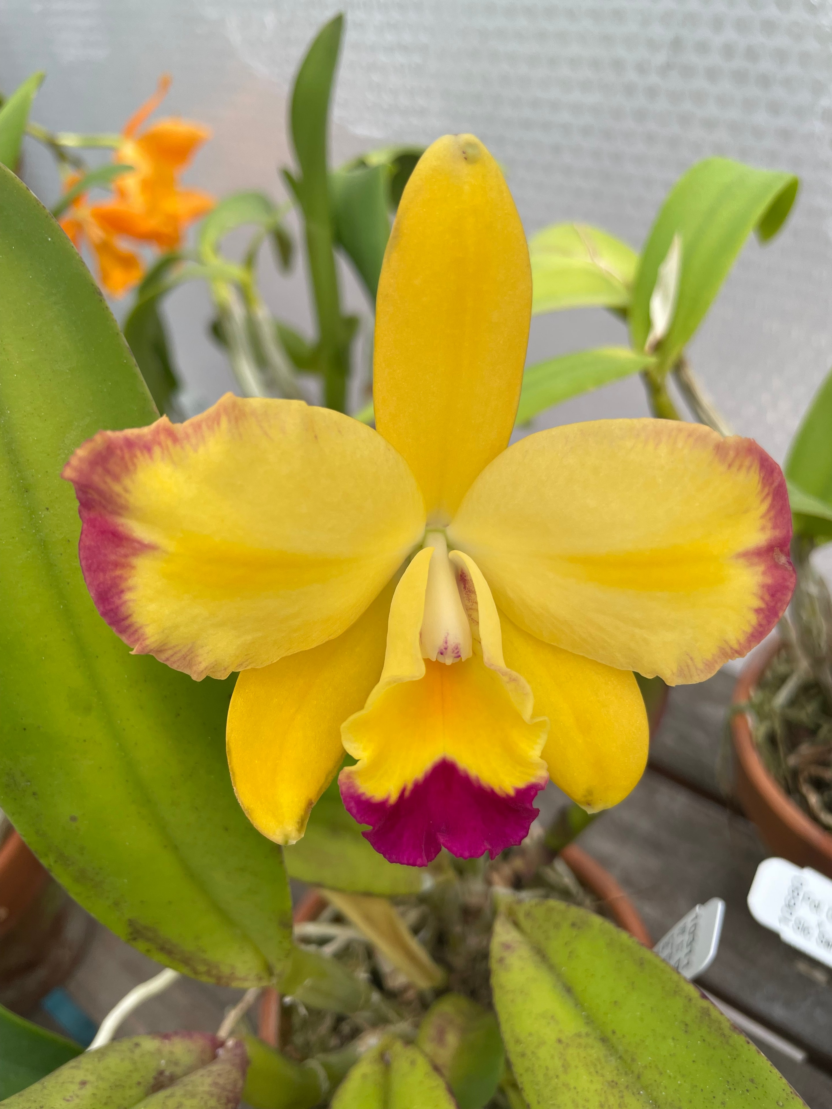 Healthy thriving plant cared for by Northbay Plant Sitter