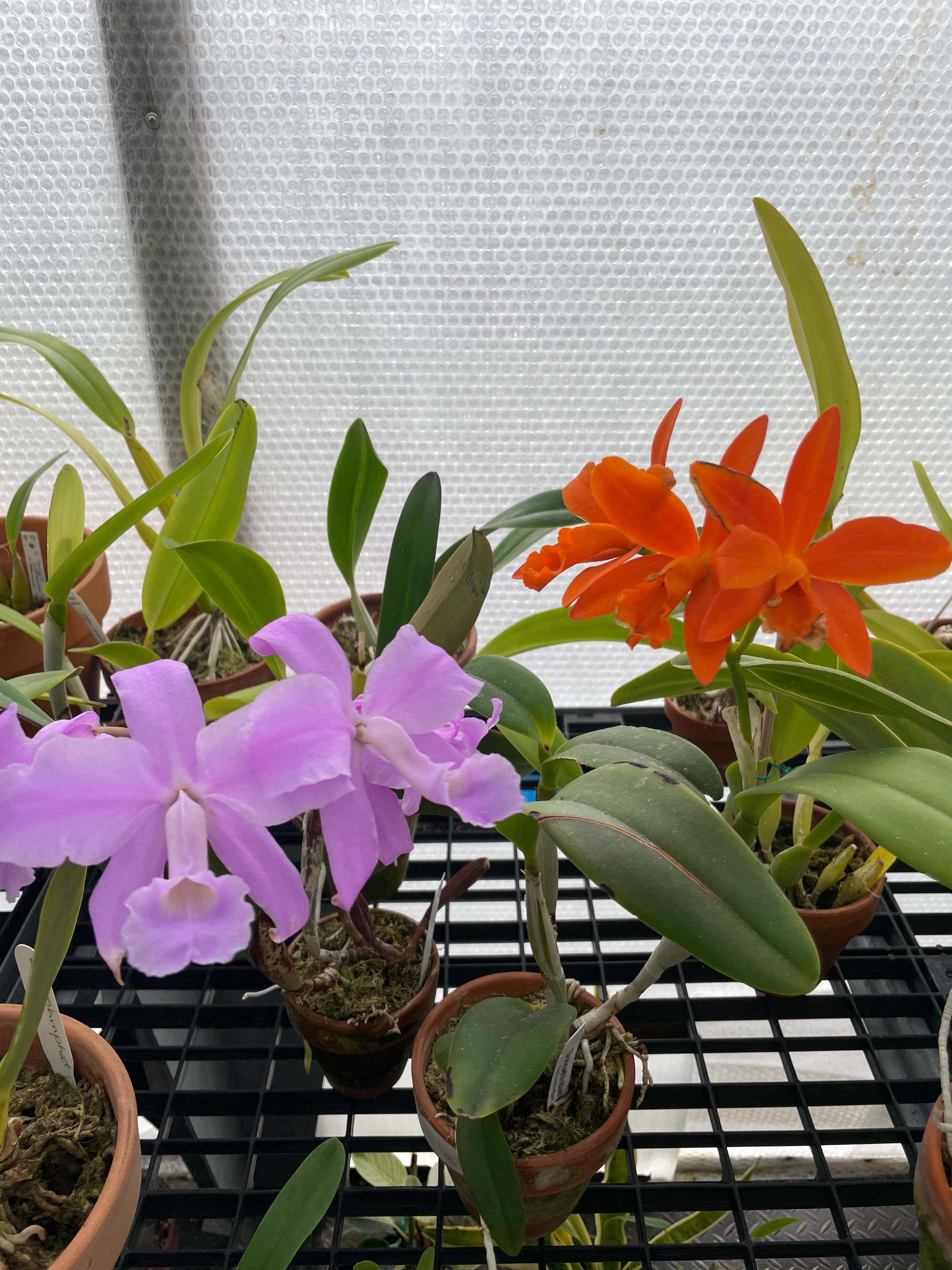 Gorgeous blooms maintained by Northbay Plant Sitter