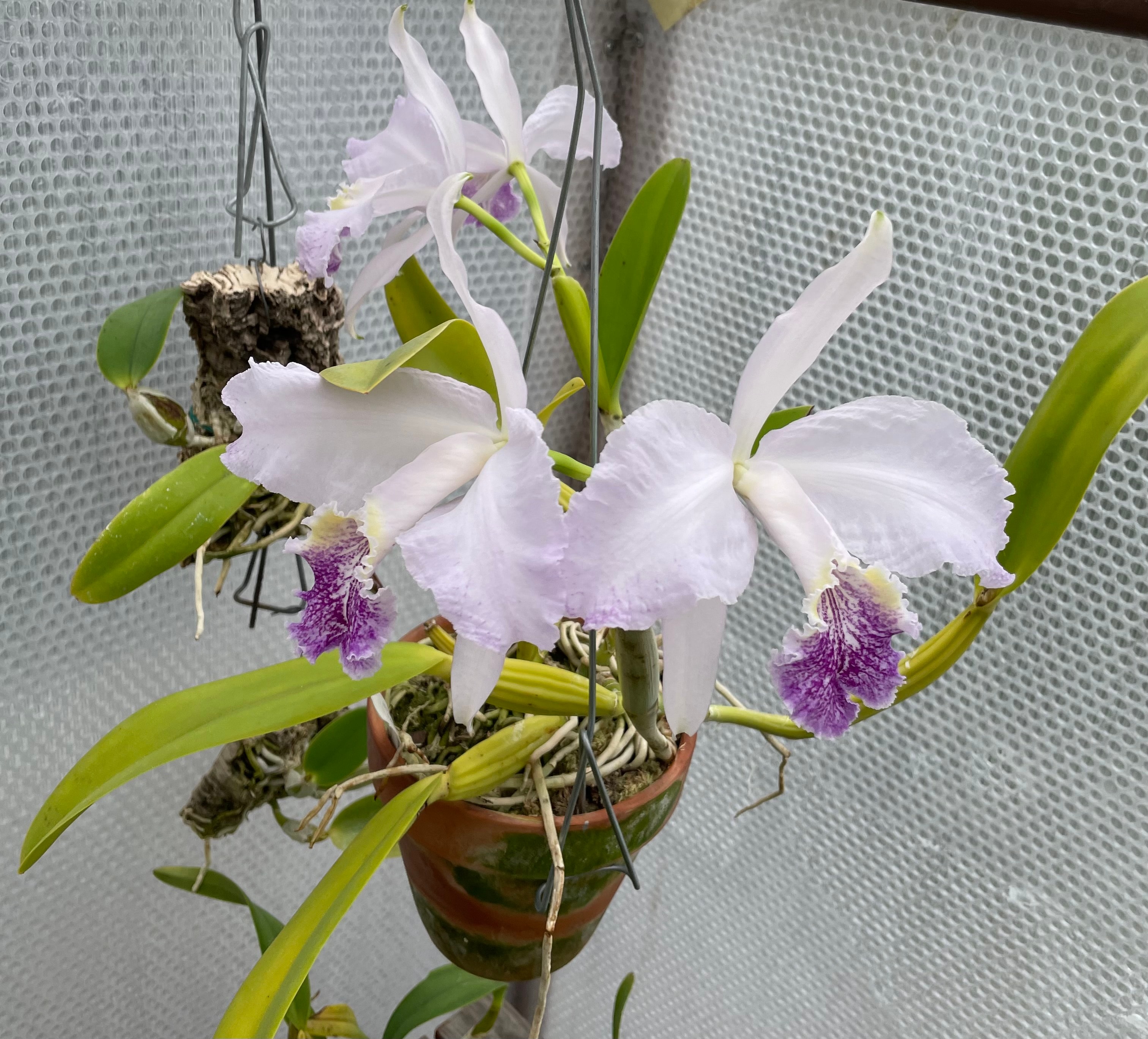 Lavender cattleya orchid with orange lip cared for by Jen