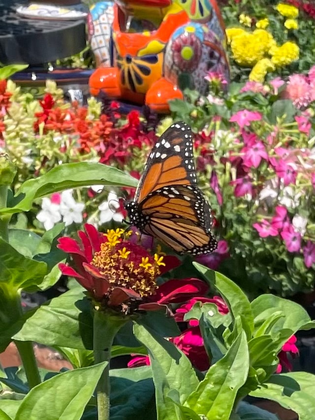 Beautiful plant cared for by Northbay Plant Sitter