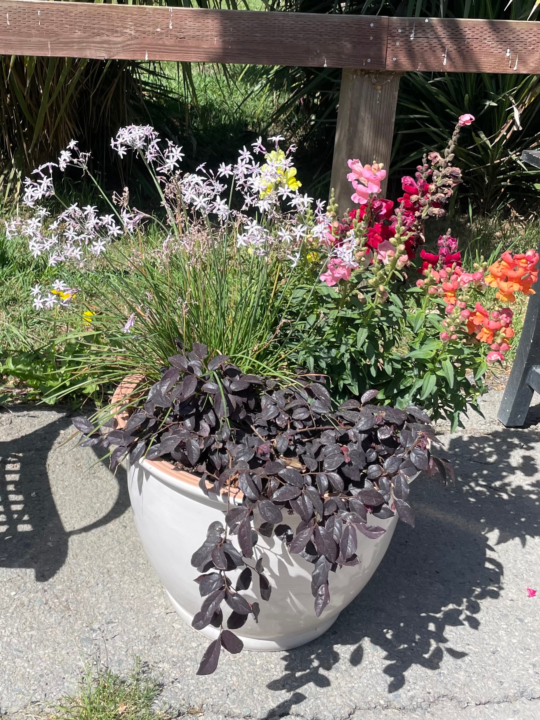 Beautiful plant cared for by Northbay Plant Sitter