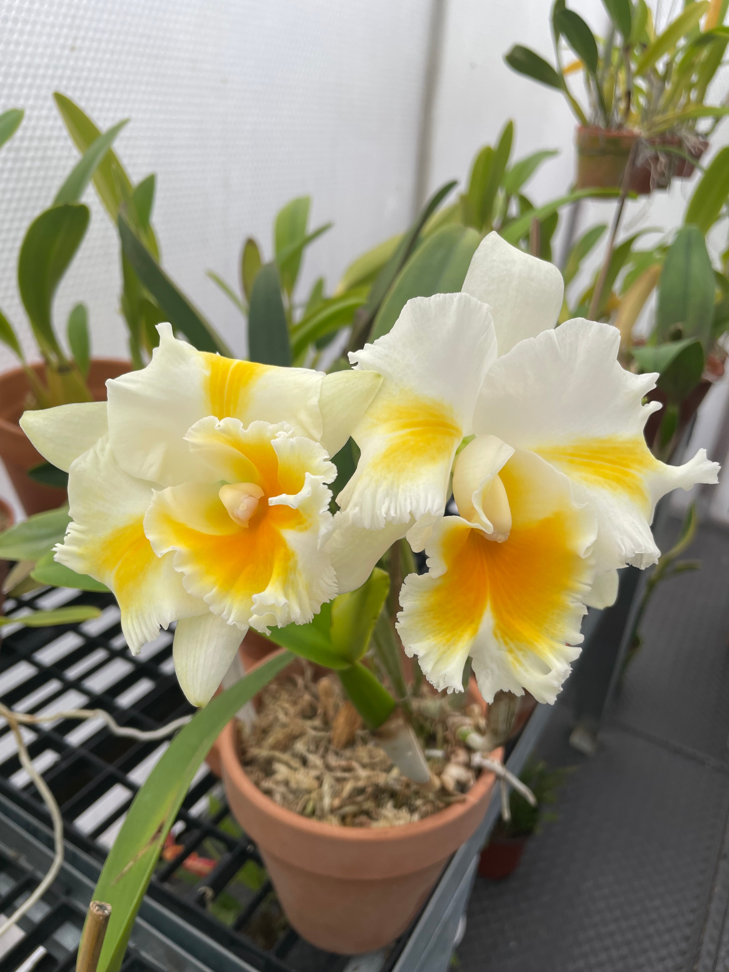 Beautiful plant cared for by Northbay Plant Sitter