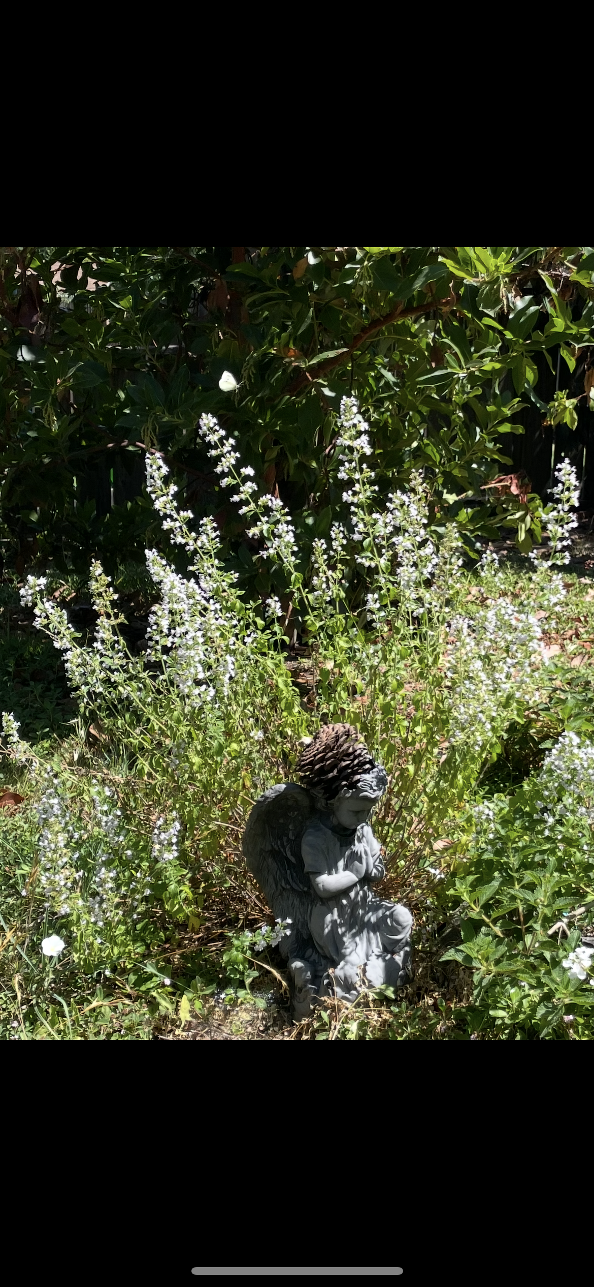 Beautiful plant cared for by Northbay Plant Sitter