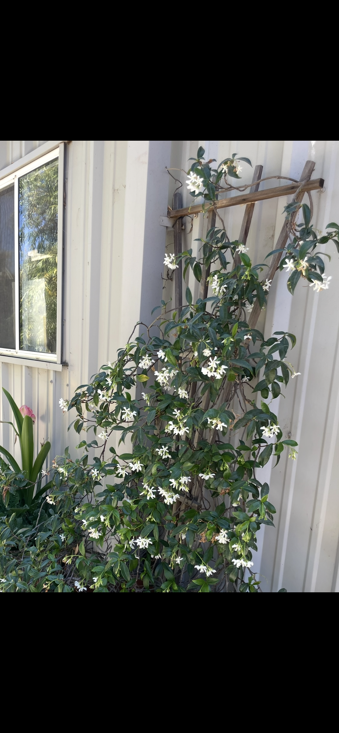 Beautiful plant cared for by Northbay Plant Sitter