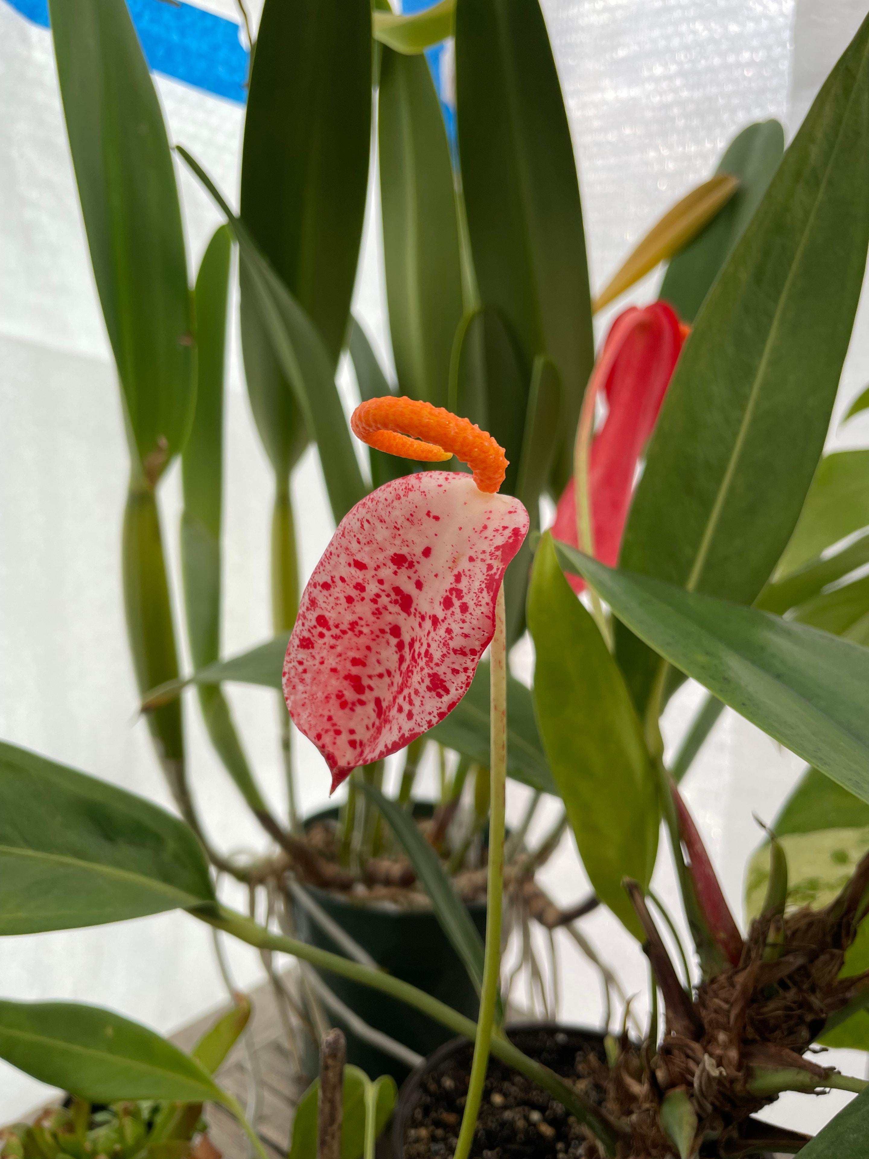 Beautiful plant cared for by Northbay Plant Sitter