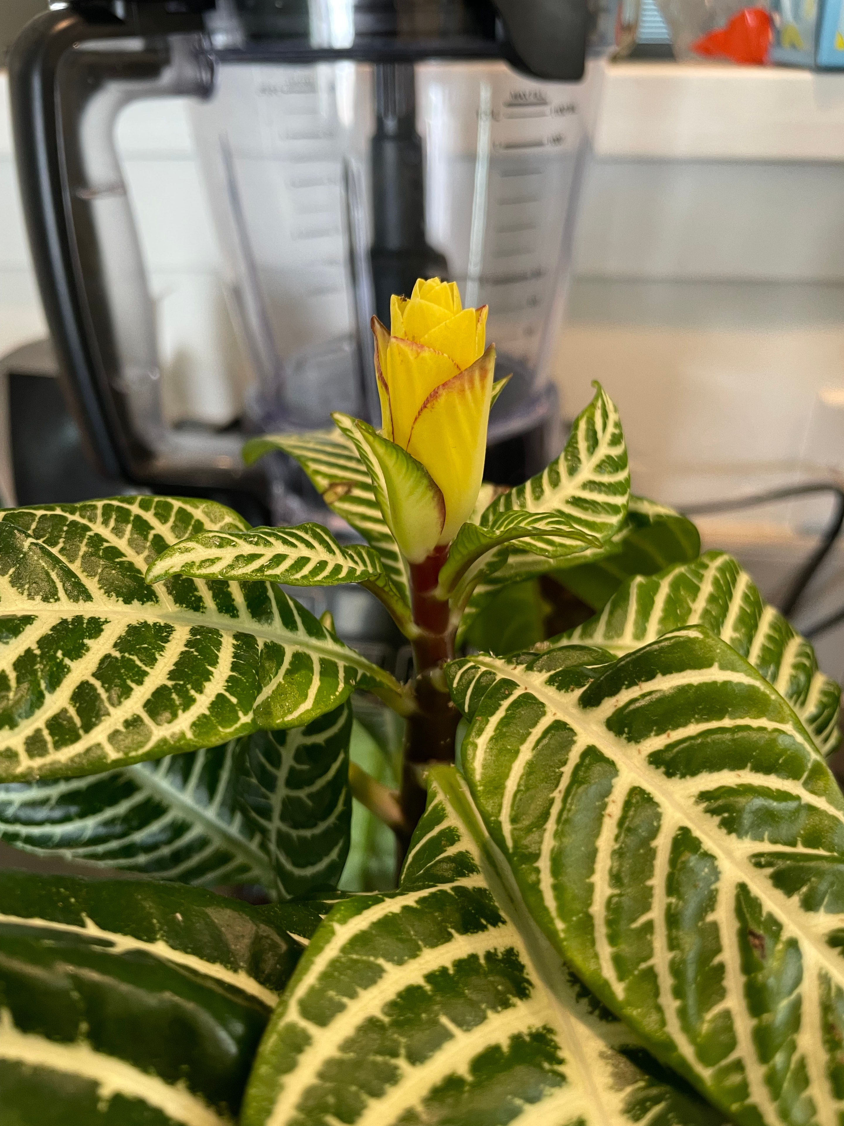 Beautiful plant cared for by Northbay Plant Sitter