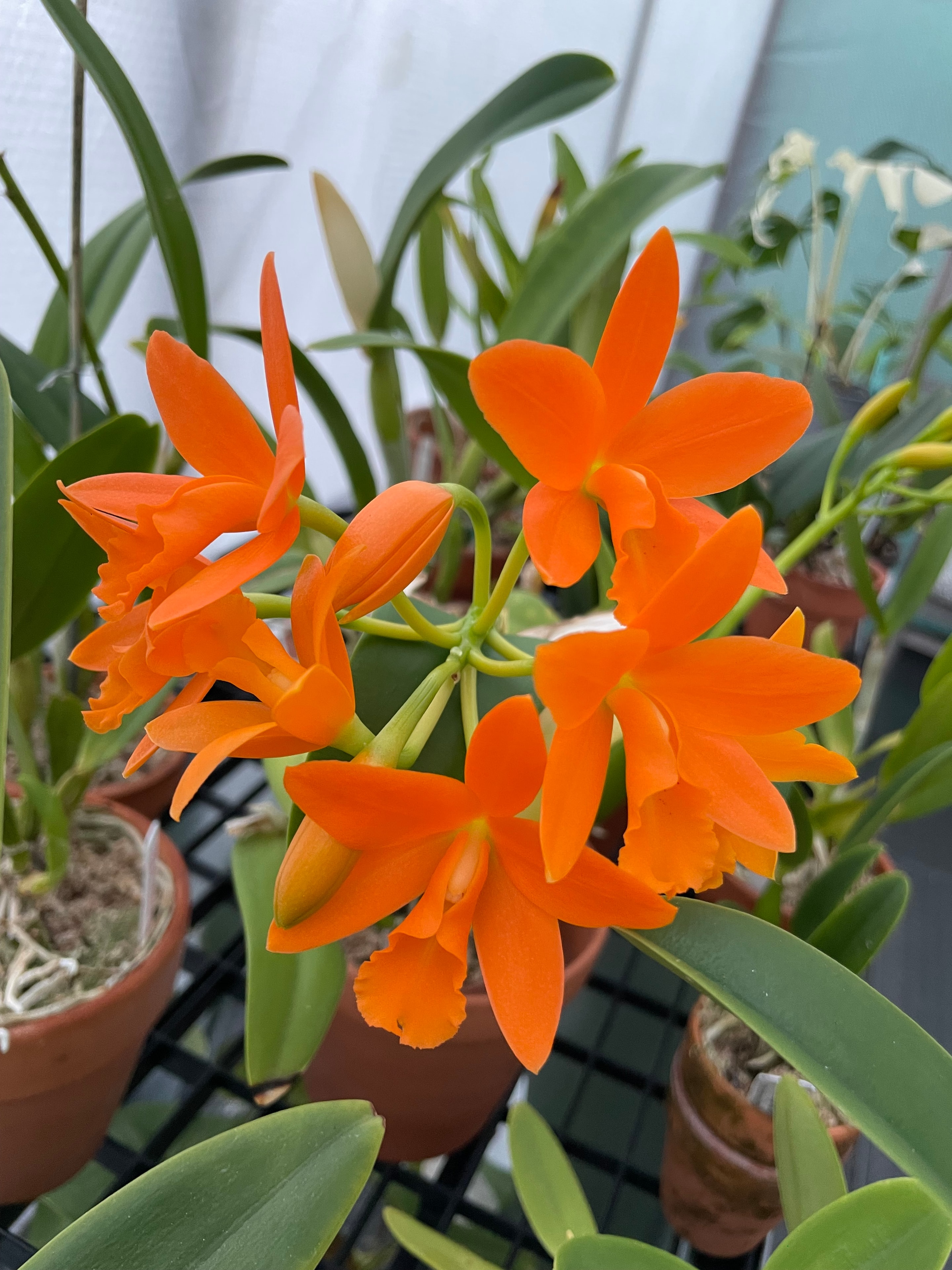 Beautiful plant cared for by Northbay Plant Sitter