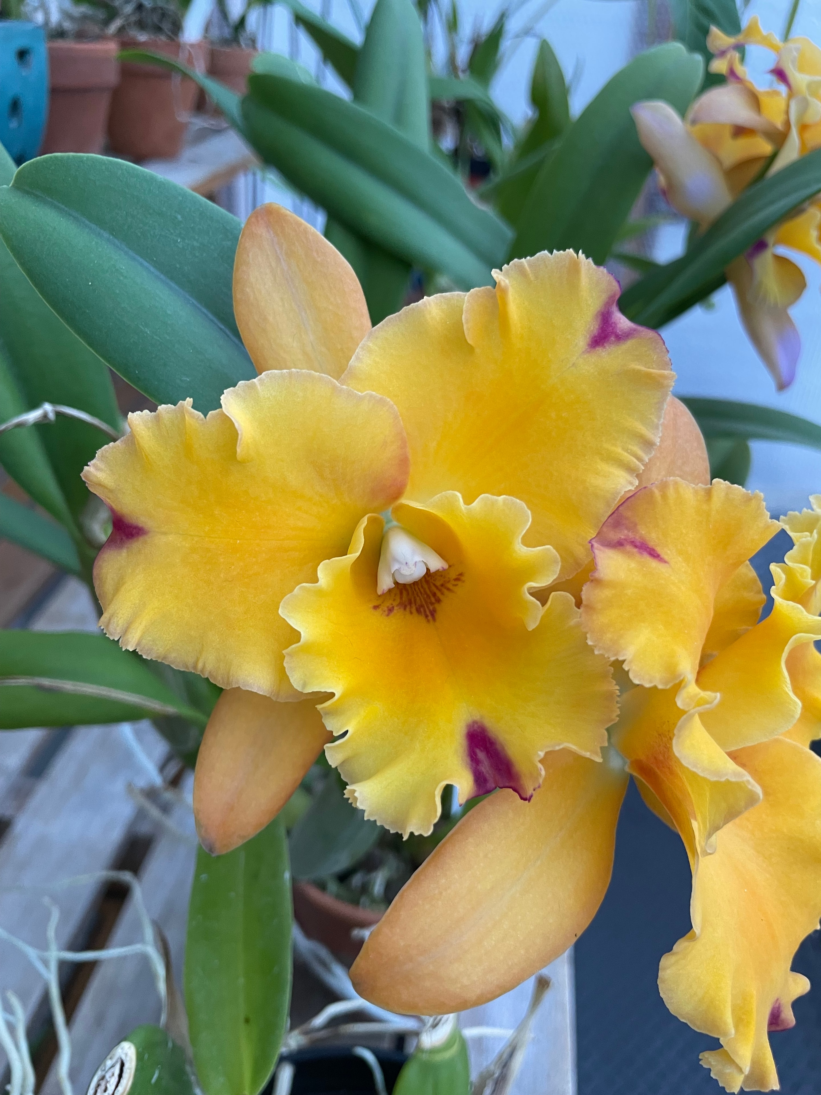 Beautiful plant cared for by Northbay Plant Sitter