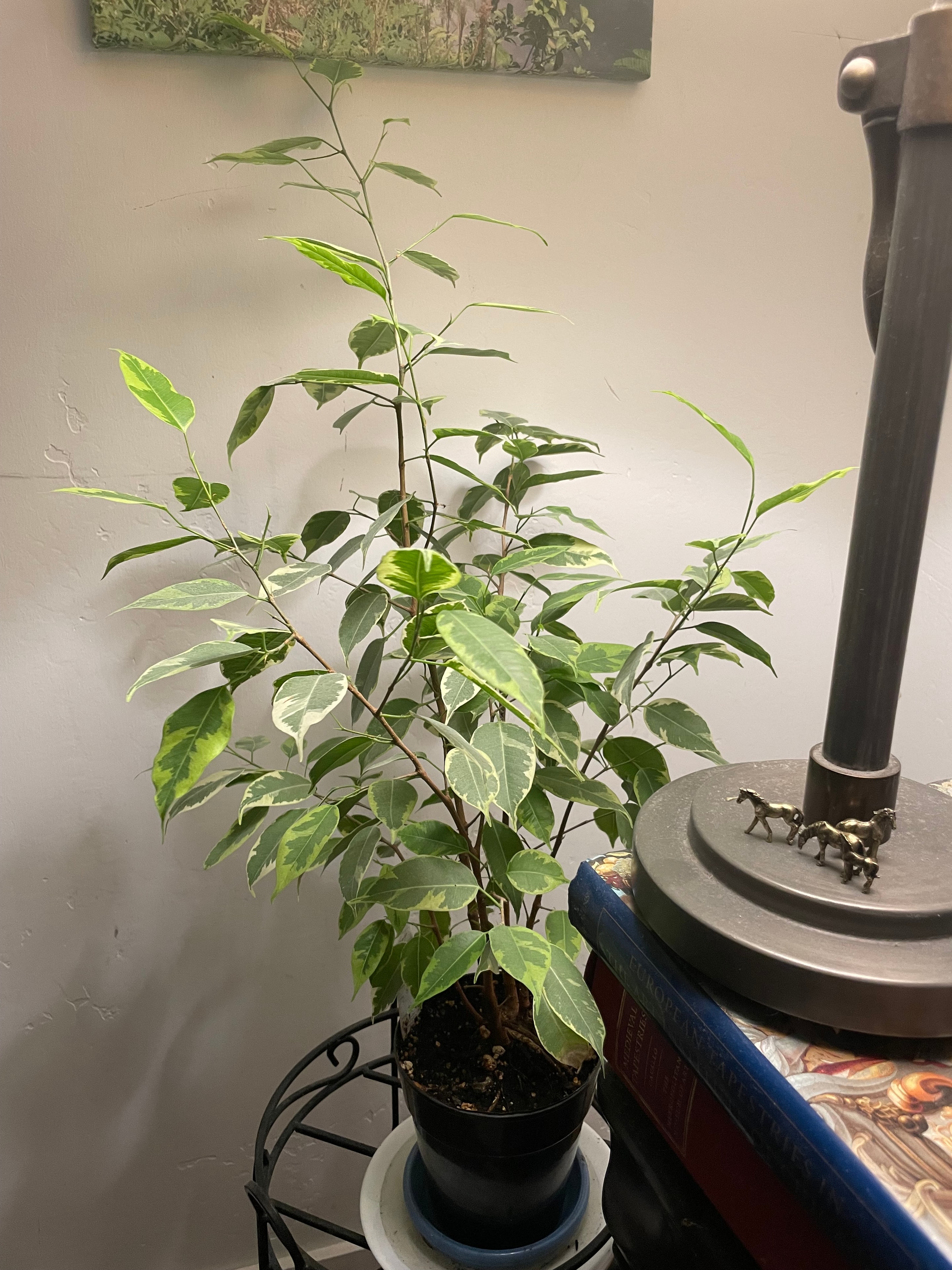 Gorgeous plant in Jen's care