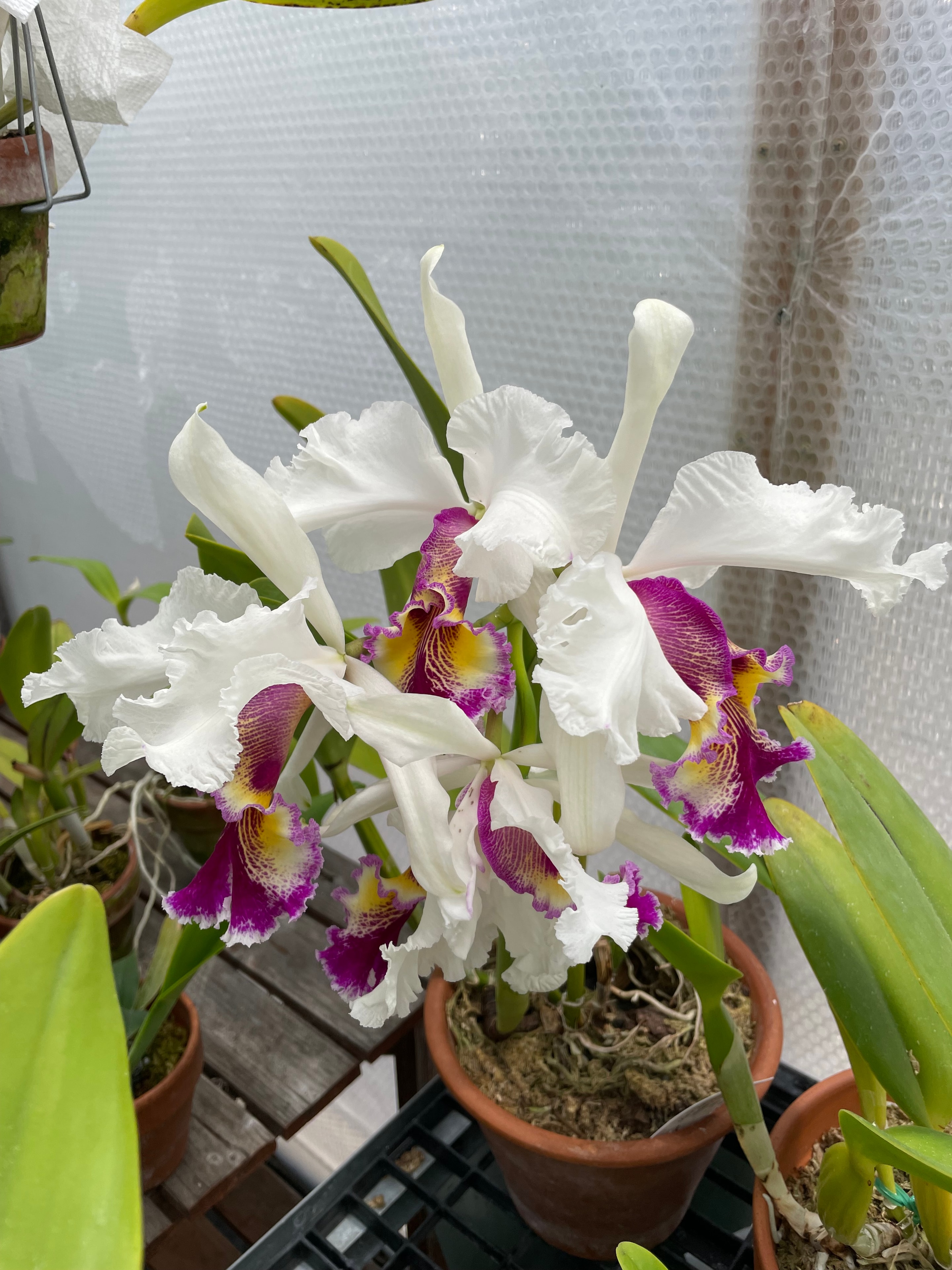 Vibrant plant lovingly tended by Northbay Plant Sitter
