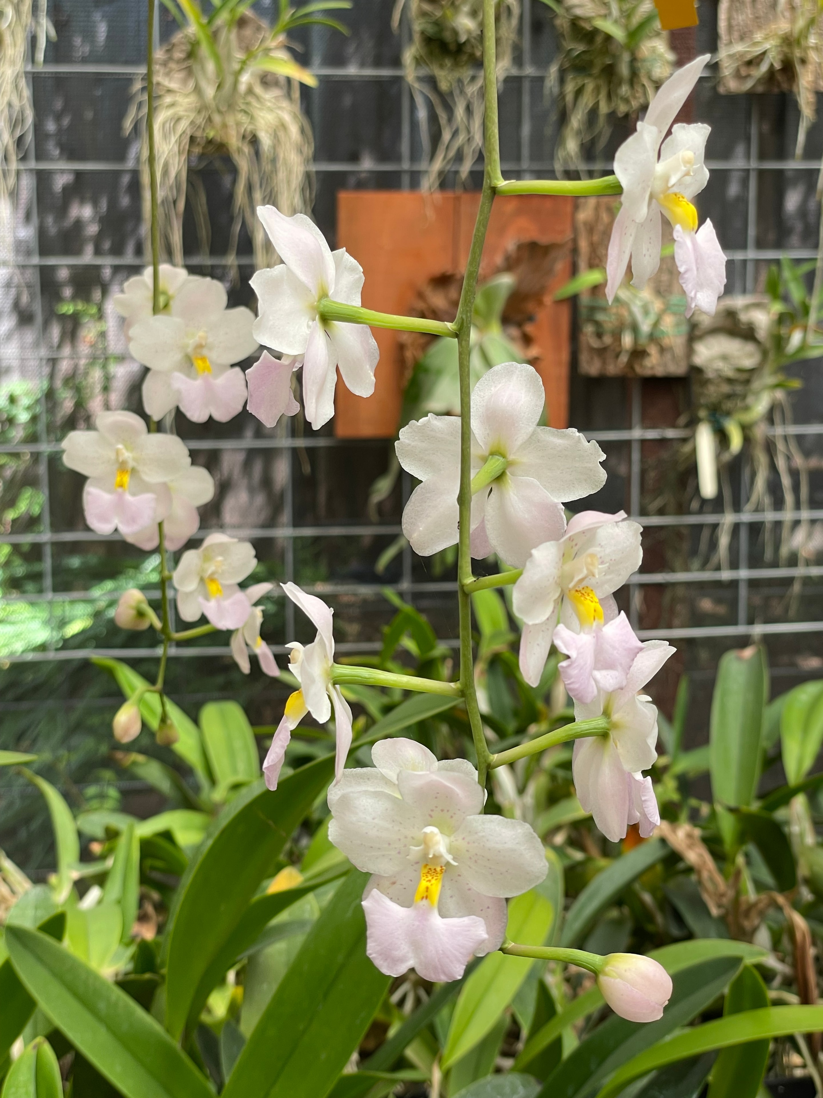 Thriving plant under expert care
