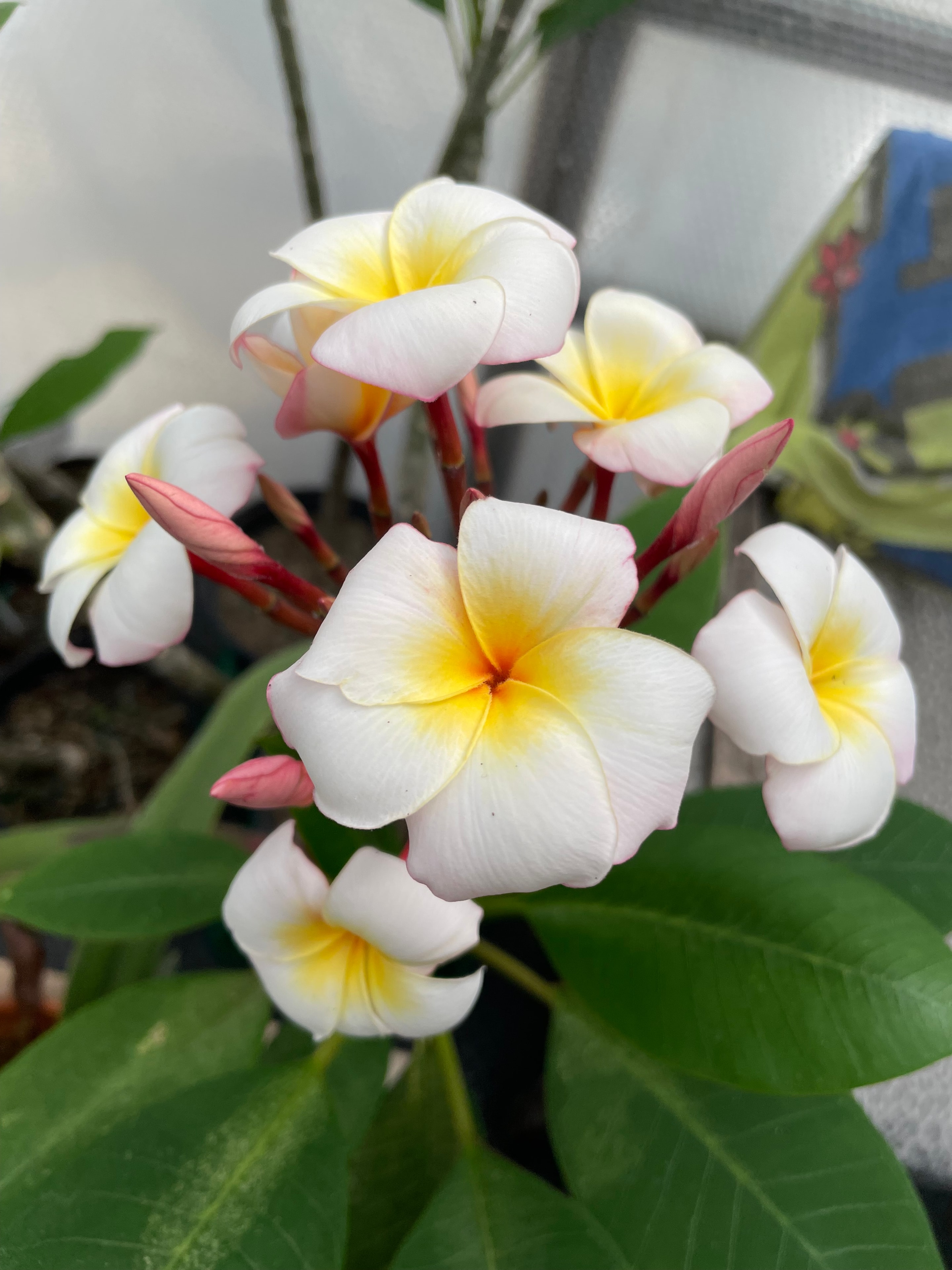 Beautiful garden plants cared for by Northbay Plant Sitter