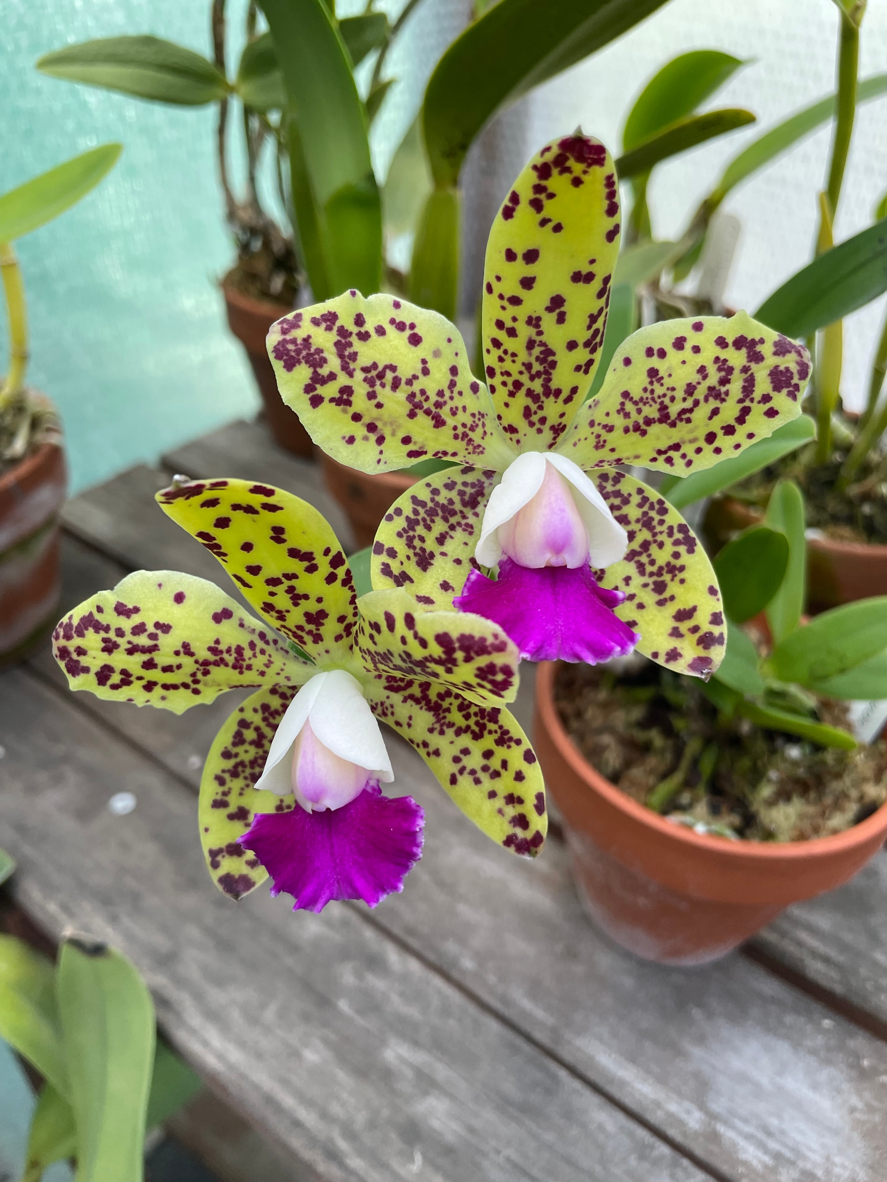 Beautiful plant in Jen's expert care